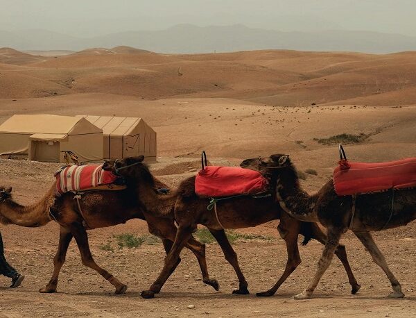 Best Camel Ride in the Agafay Desert